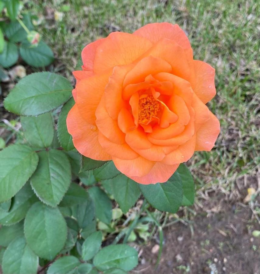 Il Casale Delle Rose Aparthotel Paganico  Eksteriør bilde